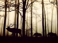 森林と猪と鹿